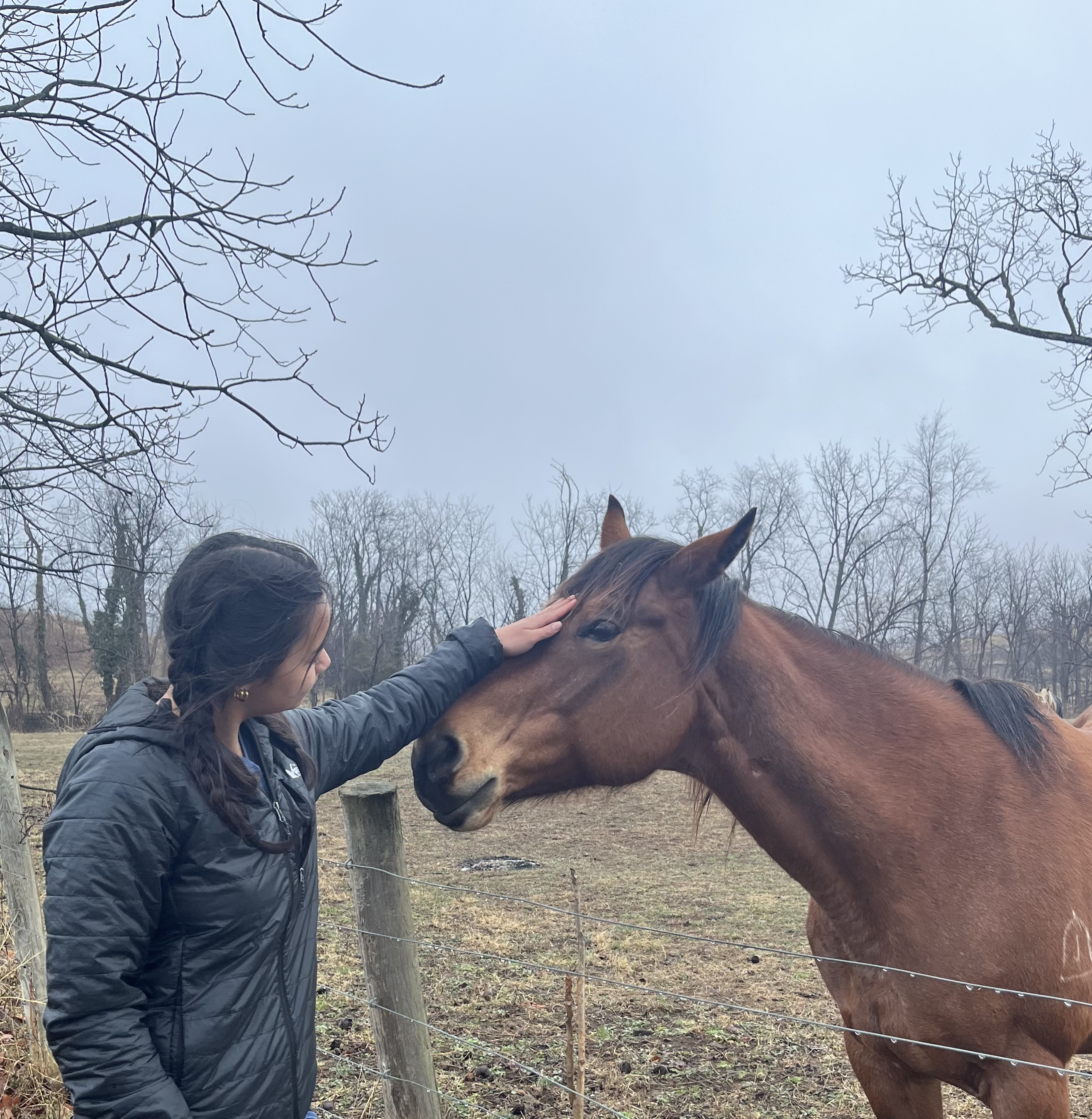 I tamed this wild horse